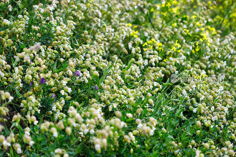 膀胱炎(silene vulgaris)